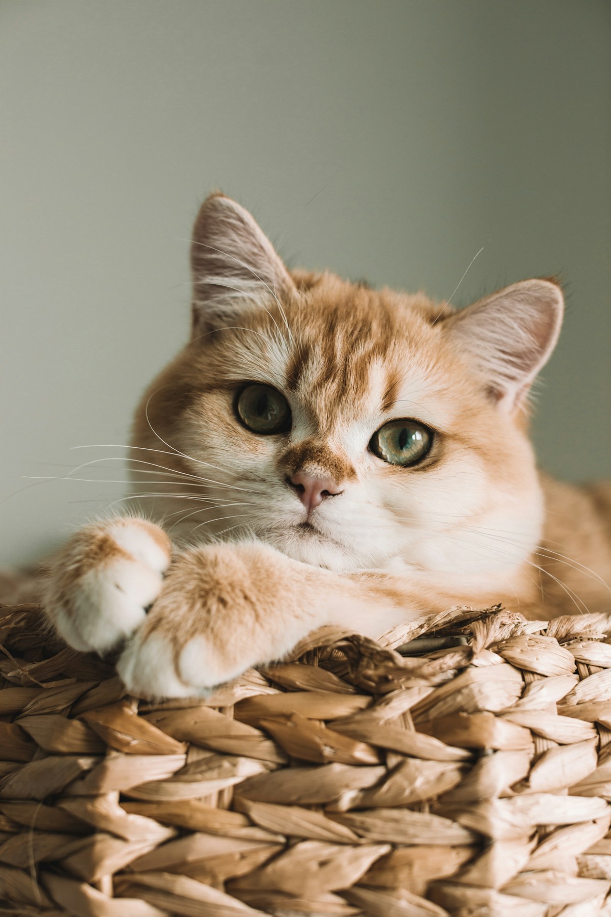 Autorums medical-grade cat nutrition