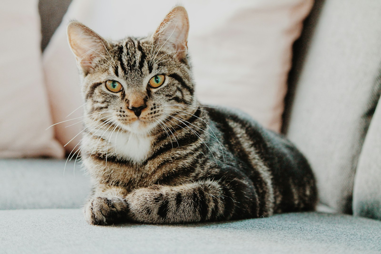 Cat at veterinary clinic