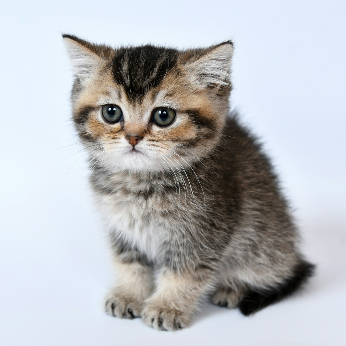 Autorums medical-grade cat nutrition treats