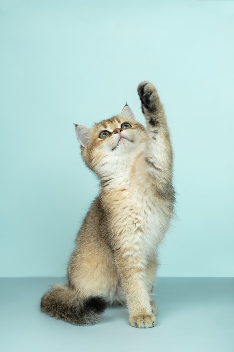 Dental Support Cat Sticks