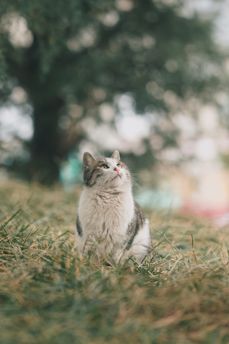 Vision Support Cat Sticks